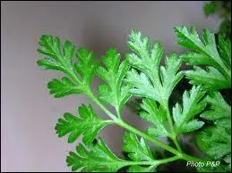 Il est dcoratif et aromatique, il accompagne les potages, les viandes mais  moindre dose que le persil, c'est :