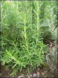 Un feuillage trs fin, trs parfum on en met peu, juste ce qu'il faut sur les grillades, c'est :