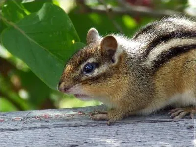 Comment s'appelle cet animal ?