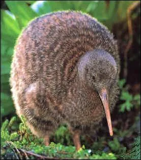 Comment s'appelle cet animal ?