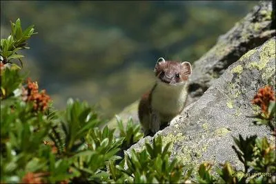 Comment s'appelle cet animal ?