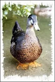 La femelle du canard ?