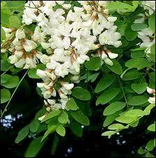 Je suis une sorte d'arbre, mes fleurs peuvent donner du miel crmeux. Je suis :