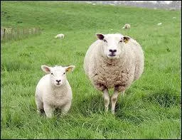 C'est la femelle du mouton.