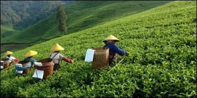 Dans quel pays le thé a-t-il été tout d'abord cultivé ?