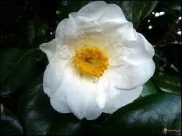 Arbre  fleurs blanches :