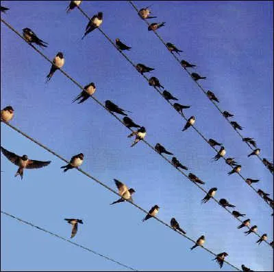 _______________, les hirondelles reviendront.