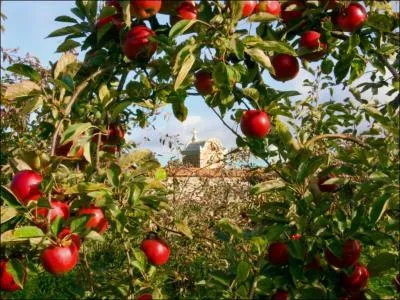 Le tilleul, le pin, le chne, le pommier et le sapin sont des :