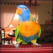 Comment s'appelle ce loriquet ?