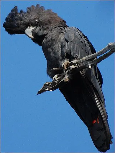 Comment s'appelle ce cacatos ?