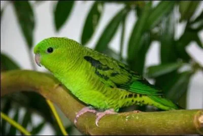 Comment s'appelle cette perruche ?