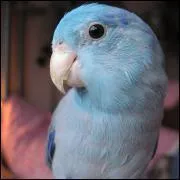 Comment s'appelle cette perruche ?