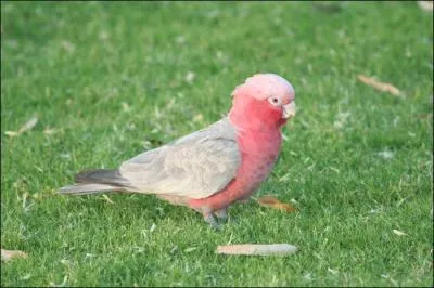 Comment s'appelle ce cacatos ?