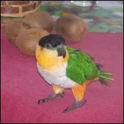 Comment s'appelle cette perruche ?