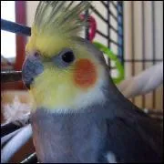 Comment s'appelle cette perruche ?