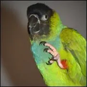 Comment s'appelle cette perruche ?