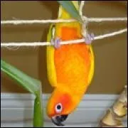 Comment s'appelle ce conure ?
