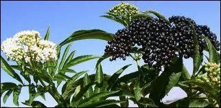 Quelle est cette plante toxique ?