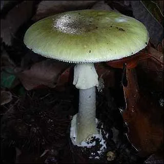 L'amanite phalloïde est-elle toxique ?