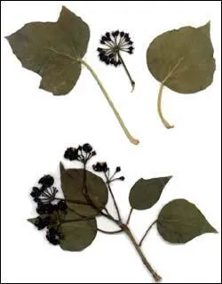 Le lierre est-il toxique ?