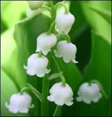 Le muguet est-il toxique ?