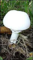Boule de neige, cousin de l'Agaric champêtre, que dire de lui ?