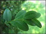 Qu'en est-il du buis ?