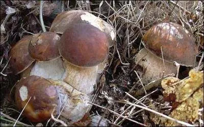 Que penser du bolet bronzé ?