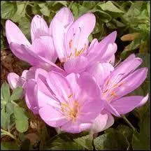 Que dire concernant la colchique ?