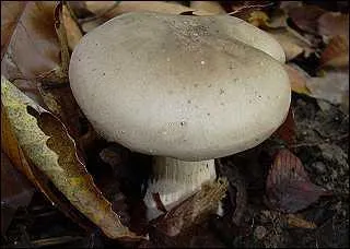 L'entolome livide appelé aussi faux meunier, est :