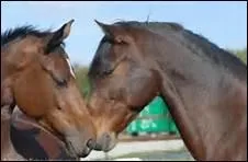 How do you translate 'lvre infrieure' in english ?