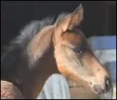 How do you translate 'oreille' in english ?