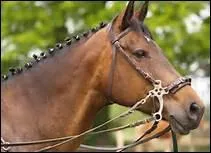 How do you translate 'front' in english ?