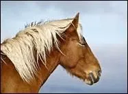 How do you translate 'salire' in english ?