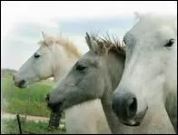 How do you translate 'rocher' in english ?