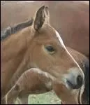 How do you translate 'paupire' in english ?