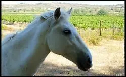 How do you translate 'encolure' in english ?