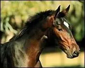 How do you translate 'ganache' in english ?