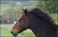 How do you translate 'tempe' in english ?