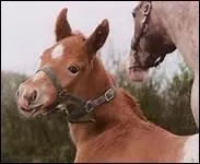 How do you translate 'gorge' in english ?