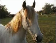 How do you translate 'trach�e' in english ?