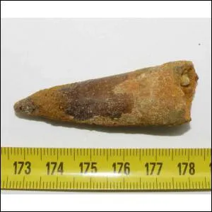 A quel dinosaure appartient cette dent ?