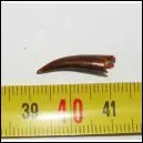 Je sais que ce n'est pas un dinosaure mais  qui appartient cette dent ?