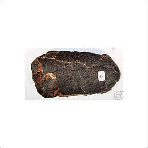 A quel dinosaure appartient cet oeuf ?