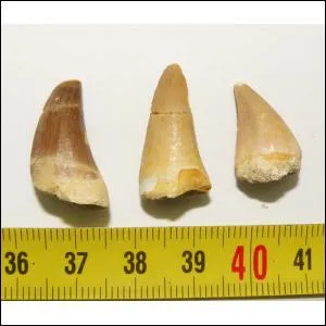 Je sais que ce n'est pas un dinosaure mais  qui appartient cette dent ?