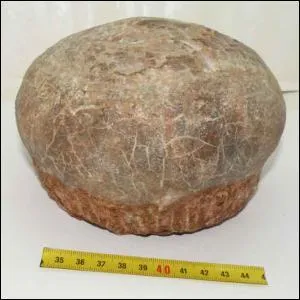 A quel dinosaure appartient cet oeuf ?