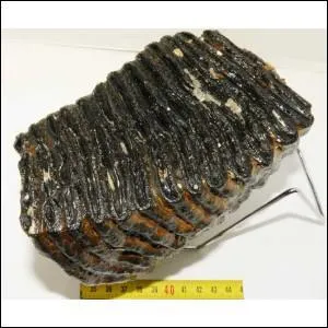 Je sais que ce n'est pas un dinosaure mais  qui appartient cette molaire ?