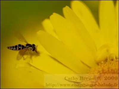 Quelle est cette couleur ?