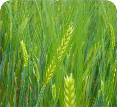 Quelle est cette couleur ?