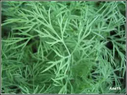 Ce sont ses graines sches qui sont employes pour diverses sauces  parfumer